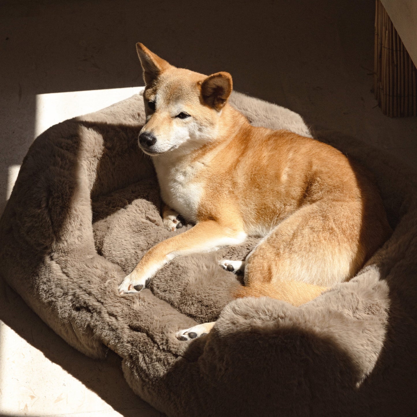 The Lola Pet Bed