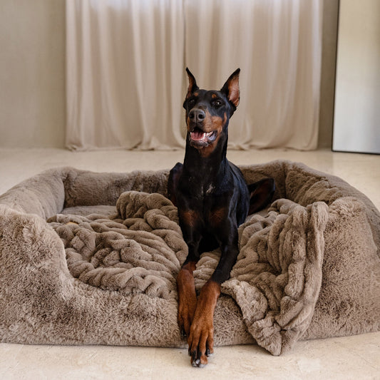 The Lola Pet Bundle